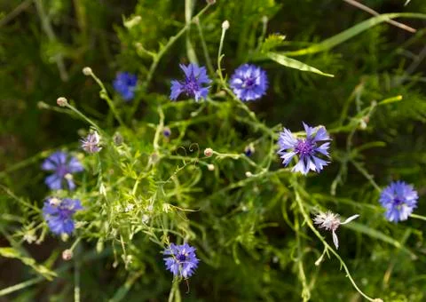 Cornflower Stock Photos