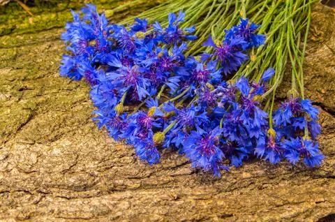 Cornflower Stock Photos