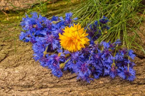 Cornflower Stock Photos