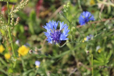 Cornflower Stock Photos