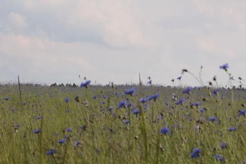 Cornflower 库存照片