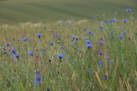 Cornflower Stock Photos