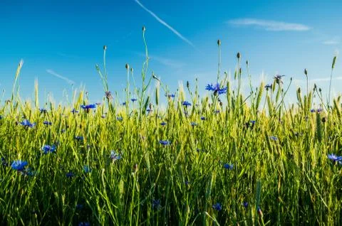 Cornflower Stock-Fotos