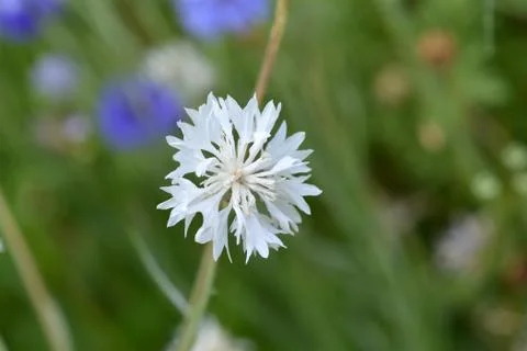 Cornflower Stock Photos