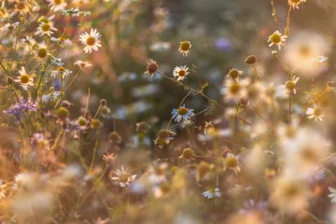 Cornflower Stock Photos