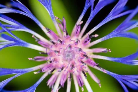 Cornflower Stock Photos