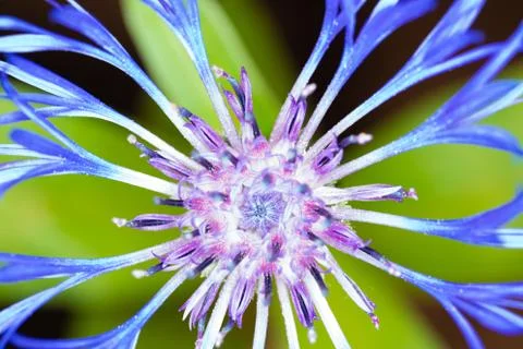 Cornflower Stock Photos