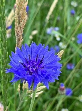 Cornflower Stock Photos