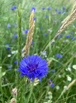 Cornflower Stock Photos