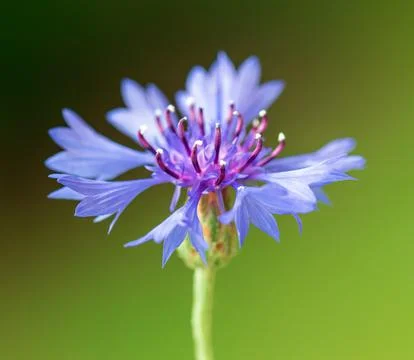 Cornflower Stock Photos