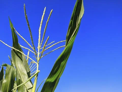 Cornflower Stock Photos