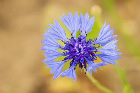 Cornflower 스톡 사진