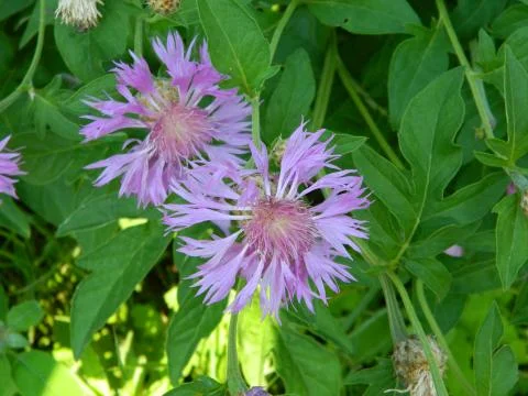 Cornflower Pink Stock Photos