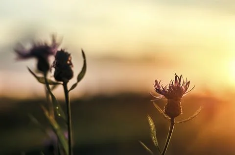 Cornflower in the rays of the setting sun Foto stock