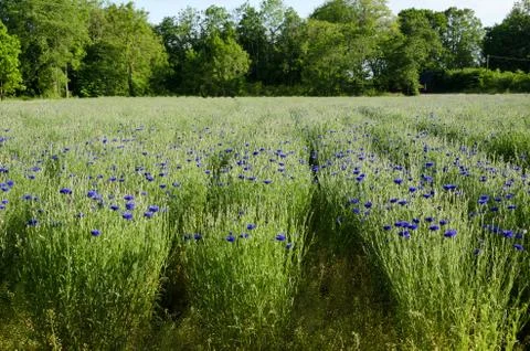 Cornflower rows Stock Photos