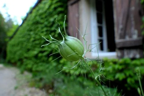 Cornflower Seed Head. Stock Photos