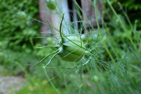 Cornflower Seed Head. Stock Photos