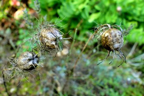 Cornflower Seed Heads Stock Photos