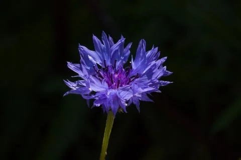Cornflower in Sunlight Stock Photos