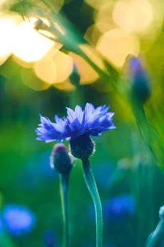 Cornflower in sunlight Stock Photos