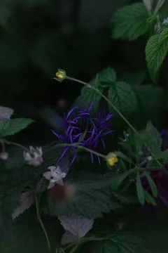 Cornflower (Universitetet) Stock Photos