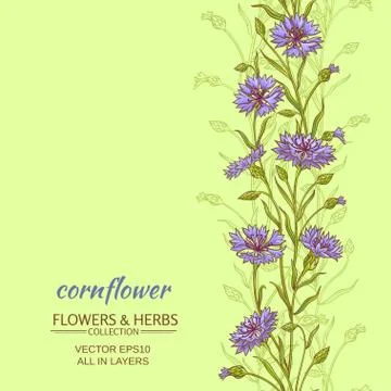 Cornflower vector background Stock Illustration