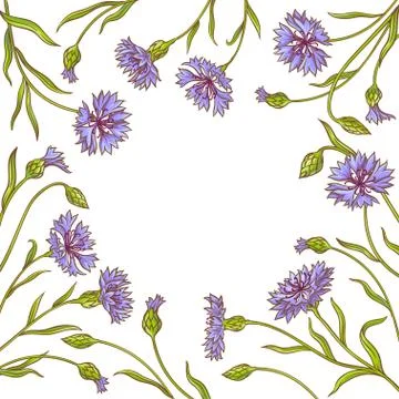 Cornflower vector frame Stock Illustration