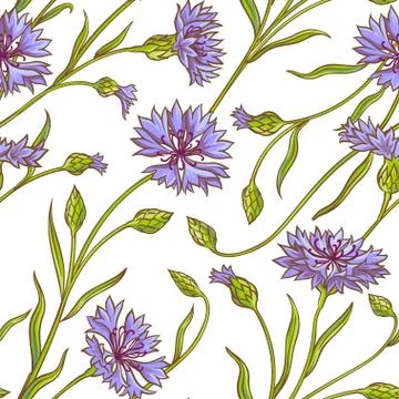 Cornflower vector pattern Stock Illustration