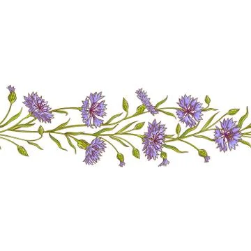 Cornflower vector pattern Stock Illustration