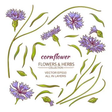 Cornflower vector set Stock-Illustration