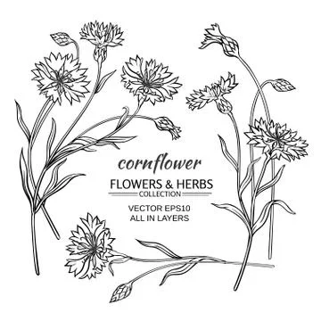 Cornflower vector set Stock Illustration