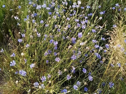 Cornflower weeds in cereal field rural nature detail Stock Footage 80753029