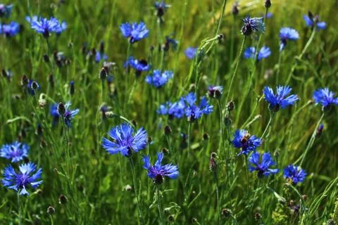 Cornflower in a wheat field Foto stock