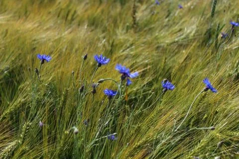 Cornflower in a wheat field Stock Photos