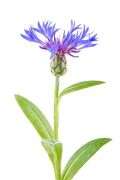 Cornflower on a white background Stock Photos