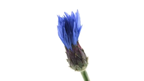 Cornflower. Wild blue flower opening, blooming closeup over white background Stock Footage 99648560