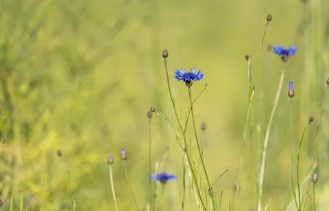 Cornflowers Against Grass Background Stock Photos