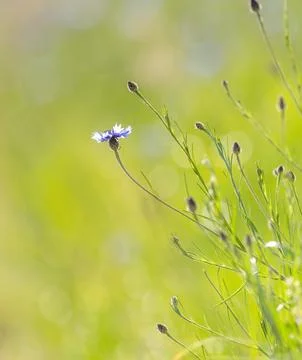 Cornflowers Against Grass Background Stock Photos