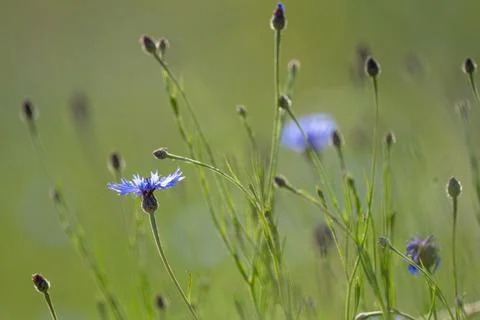 Cornflowers Against Grass Background Stock Photos