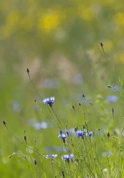 Cornflowers Against Grass Background Stock Photos