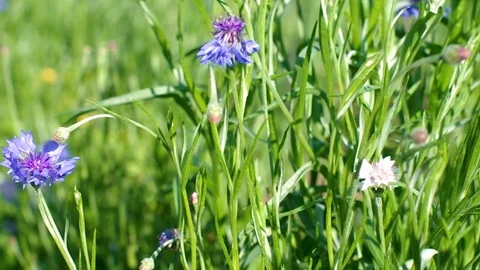 Cornflowers, also called Bachelor's Buttons, Swaying on a Windy and Sunny Sum Stock Footage 114645590