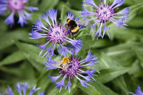 Cornflowers and bees. Bees extract nectar from cornflowers. Stock Photos
