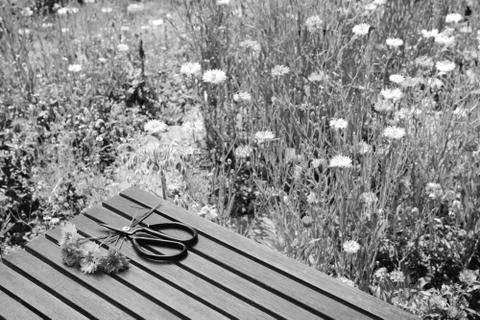 Cornflowers and scissors on a table in a wildflower garden Stock Photos