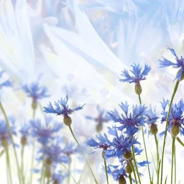 Cornflowers background Stockfoto's