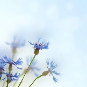Cornflowers background Photos