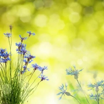 Cornflowers background Фото