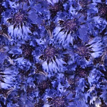 Cornflowers as a background Stock Photos