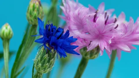Cornflowers bloom on blue background in time lapse. five flowers cornflowers Stock Footage 157090027