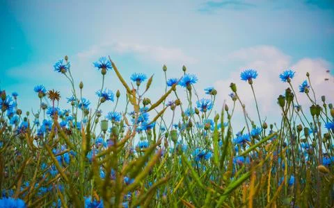 Cornflowers in Bloom Seen from Ground Level with Blue Sky Stock Photos