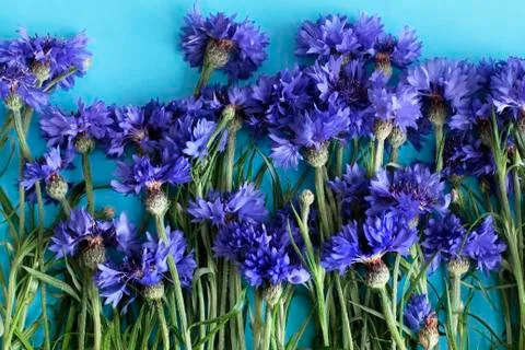 Cornflowers on blue background  Stock Photos